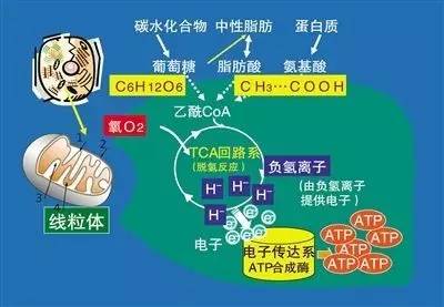 甜菜碱是关键！我国研究团队揭示运动延缓衰老分子机制