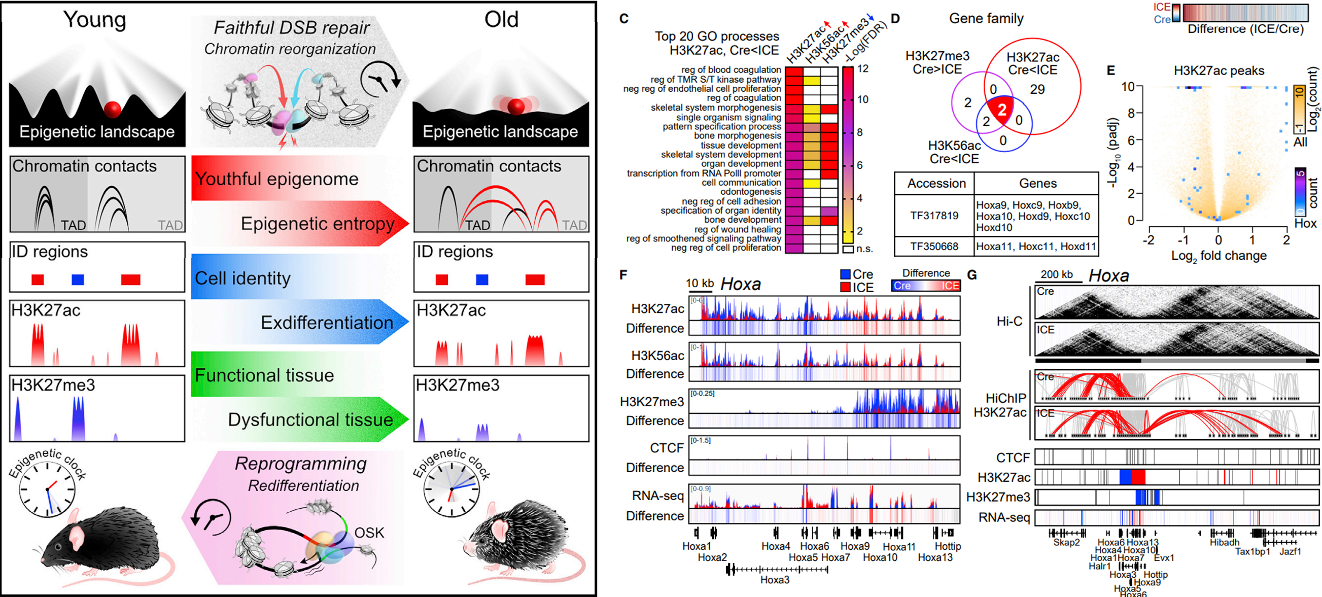 科学与健康|何以衰老?“人体衰老蛋白质图谱”揭开密码