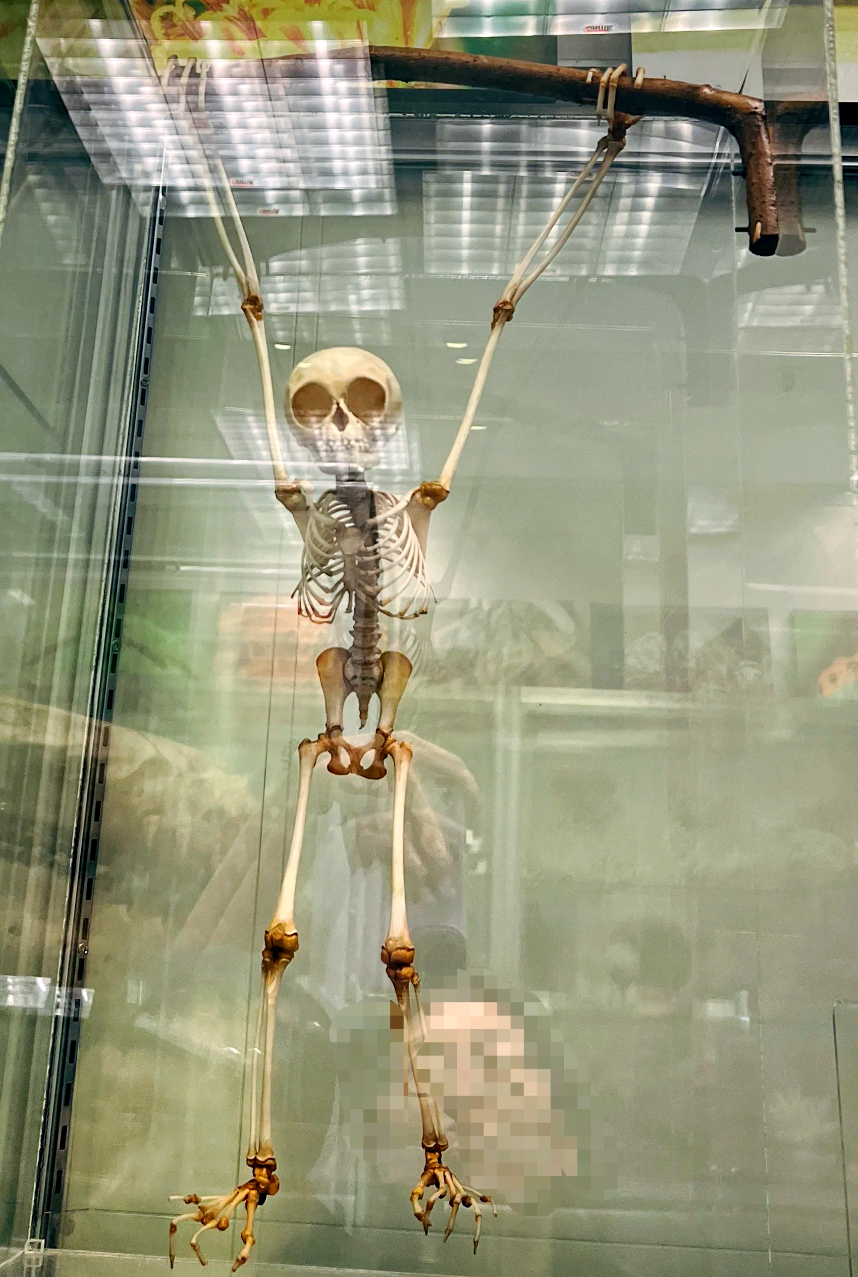 研究：一些寄生虫群体锐减或影响生物多样性