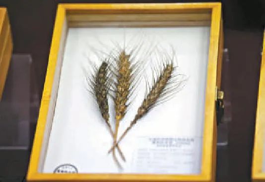 以色列科研人员“复活”80年前真菌标本