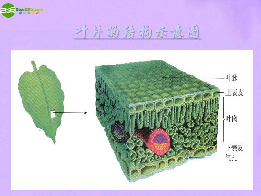 新研究发现植物叶片性状与火灾风险有关联