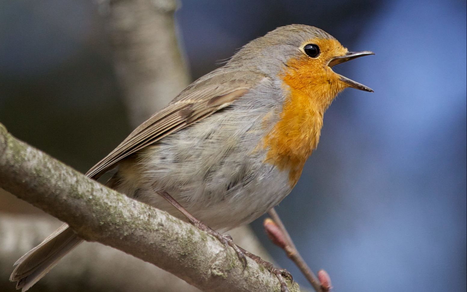 科普｜睡眠不足影响鸟类鸣唱
