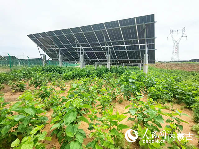 活力中国调研行｜浙江：揽“风”借“光” “电”亮绿色未来