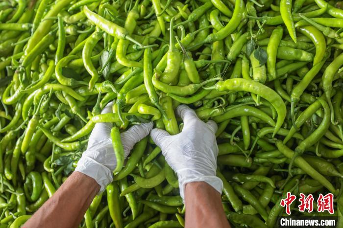 活力中国调研行｜浙江：“碳索”绿色发展新路径