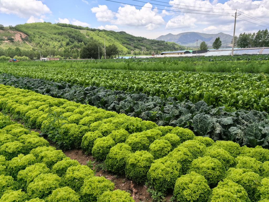 活力中国调研行｜浙江：“碳索”绿色发展新路径