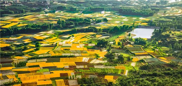 决胜“十四五” 打好收官战丨解锁“芯片”密码 我国种业创新迈出坚实步伐