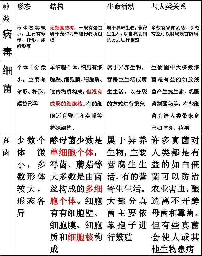 新疗法让细菌与病毒组成抗癌“战队”