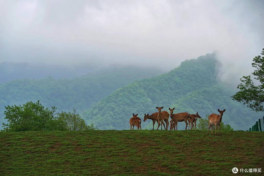第一批国家公园建设高水平科研监测体系