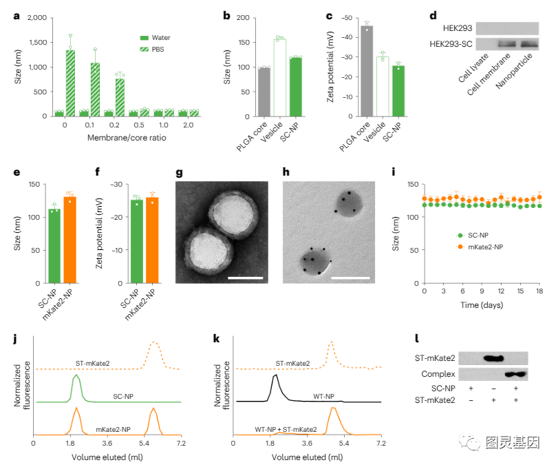 超声波技术结合纳米颗粒封装提升药物递送精度