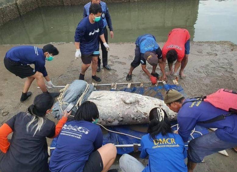 科研人员在南沙群岛永暑礁近岸海域发现“美人鱼”儒艮活动