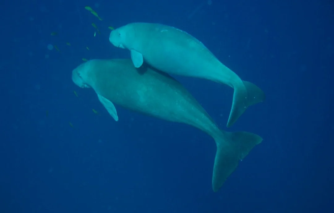 科研人员在南沙群岛永暑礁近岸海域发现“美人鱼”儒艮活动