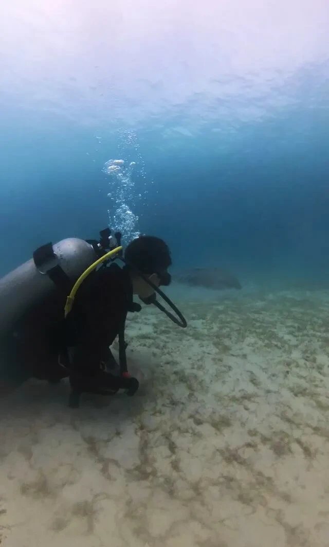 科研人员在南沙群岛永暑礁近岸海域发现“美人鱼”儒艮活动