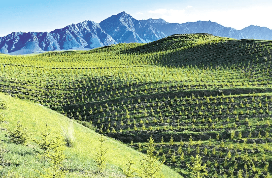 左右沙发十年公益治沙行动：以绿色理念筑牢生态屏障