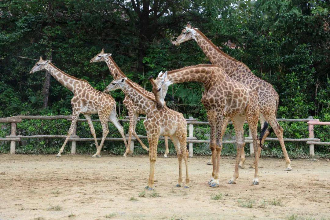 世界自然保护联盟确认长颈鹿有4个种