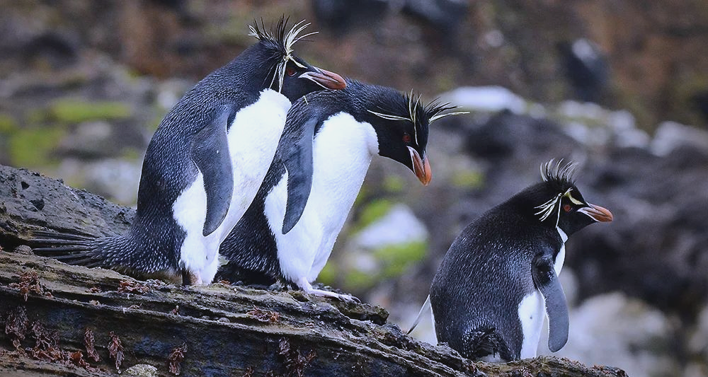 研究：新西兰三种冠企鹅种群生存现状迥异
