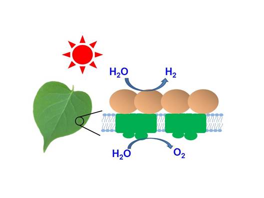 科学与健康丨让氢气“更听话”！科学家在光催化氢气异裂领域取得新进展