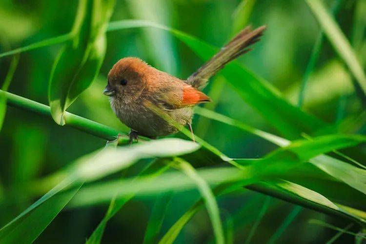 新华全媒+丨科技支撑生态文明建设——第五届世界生物圈保护区大会看点前瞻
