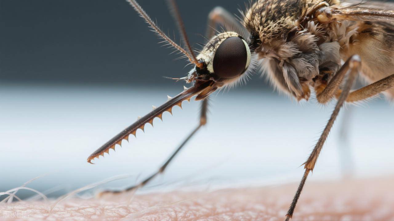 研究显示蚊子唾液可增强一些病毒致病性