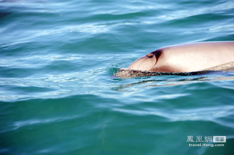 追踪设备记录到赫氏海豚在水下一系列“杂技”动作