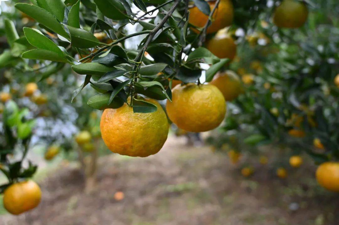 田园出“超模” “丰”景绘振兴：国铁西安局“惠农专列”助丰收