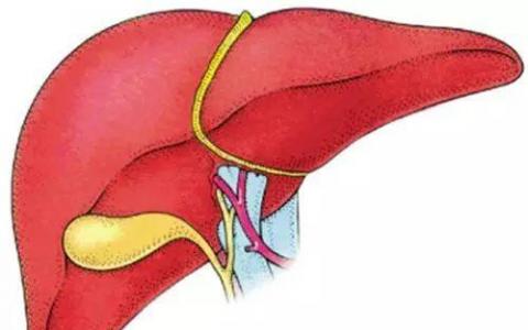 新研究发现或可通过呼气检测查肝病