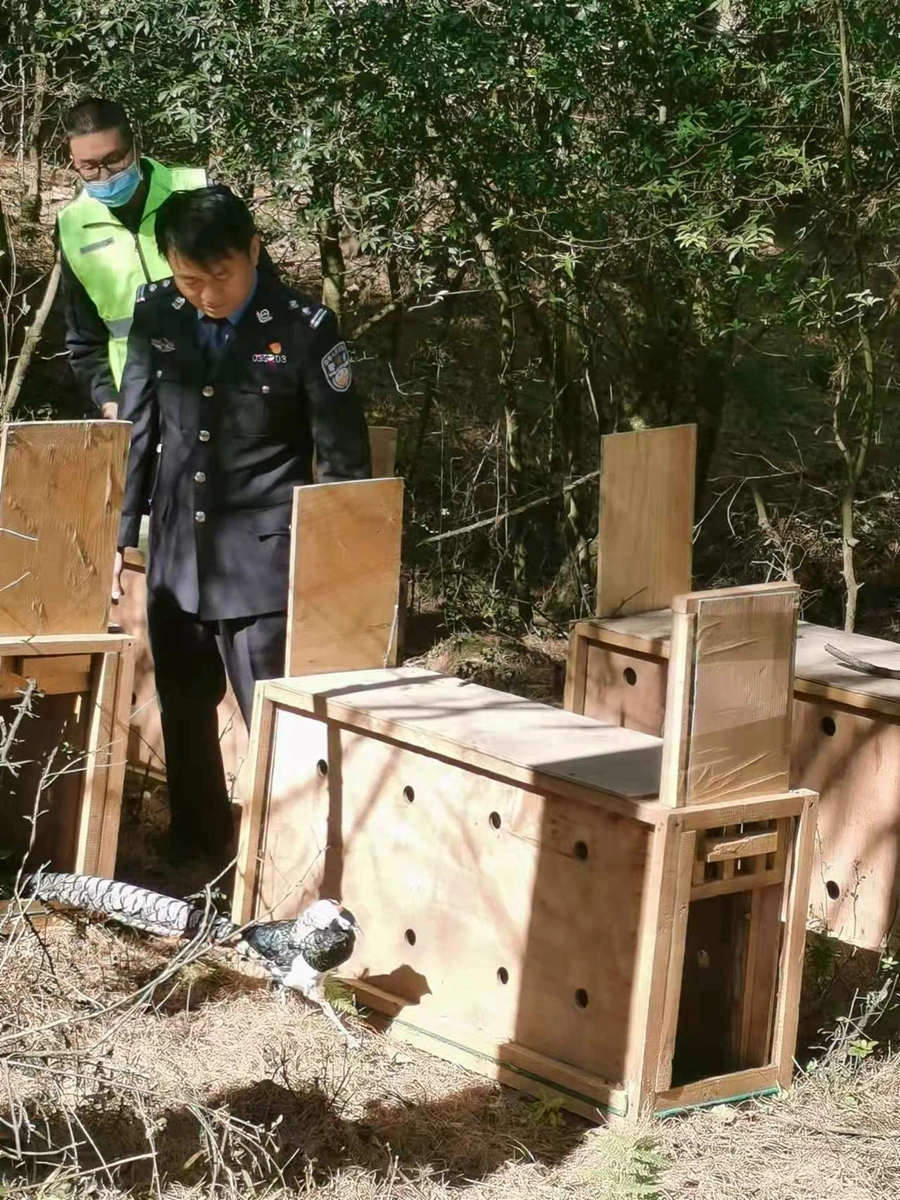 广东紫金救护3只珍稀领角鸮 已顺利放归野外